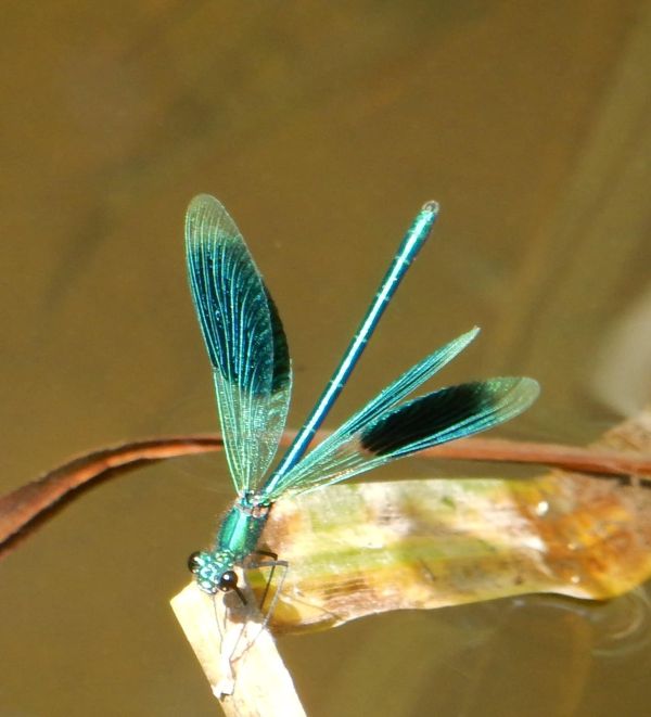 Beautiful demoiselle